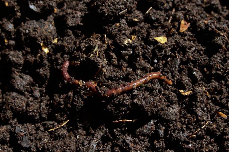 Gratis paardenmest compost, bereikbaar met groot materieel, Ophalen, Mest