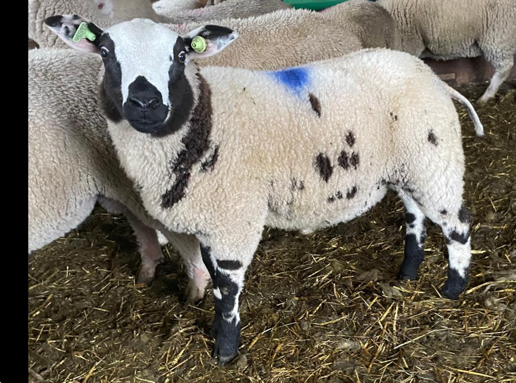 Bonte ram zwoegervrij, Dieren en Toebehoren, Schapen, Geiten en Varkens, Mannelijk, Schaap