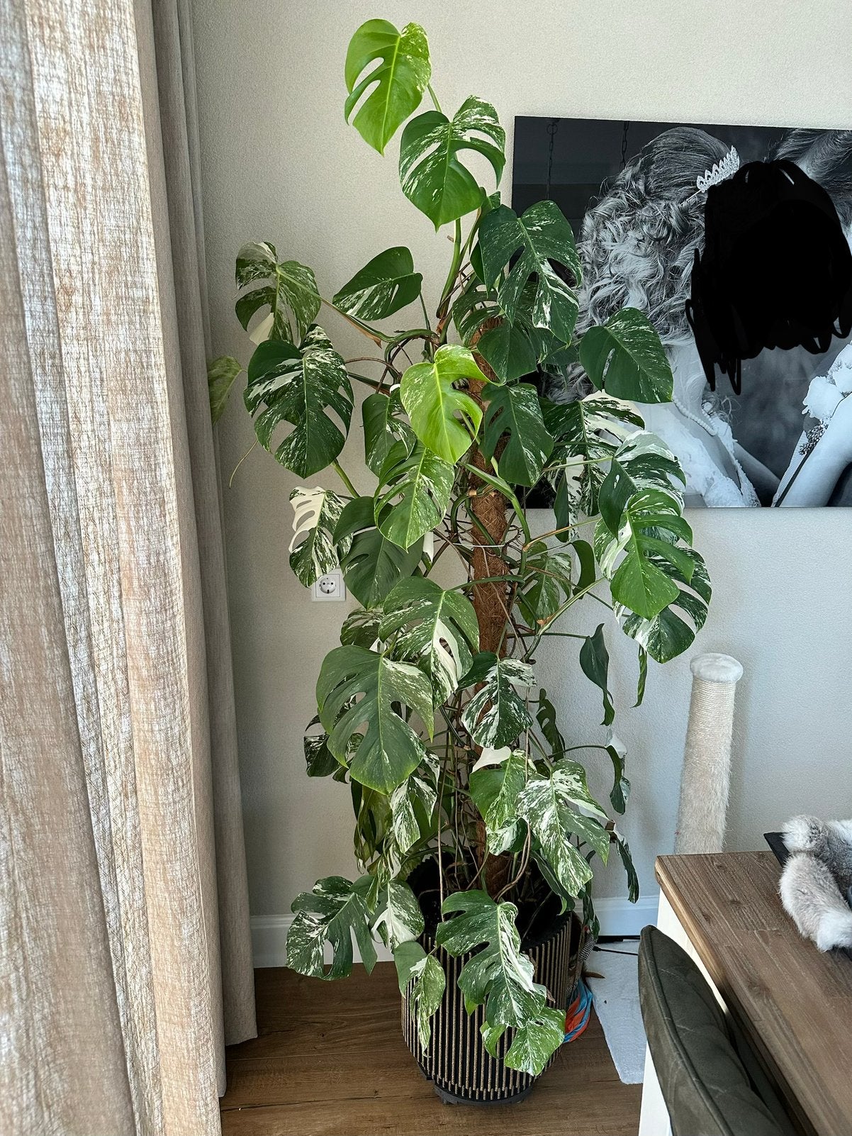Prachtige monstera albo variegata 2 meter hoog, Ophalen, Halfschaduw, Minder dan 100 cm