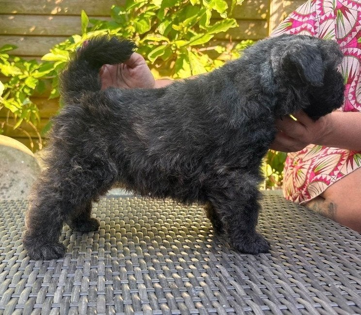 Bouvier des Flandres pups, Bouvier, Parvo, 8 tot 15 weken, Meerdere