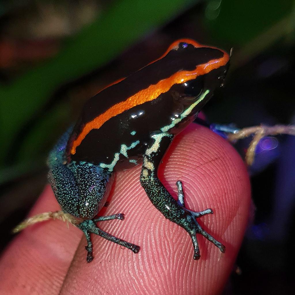 Phyllobates vittatus kweekgroepje. Frog - female for sale from Phyllium insects