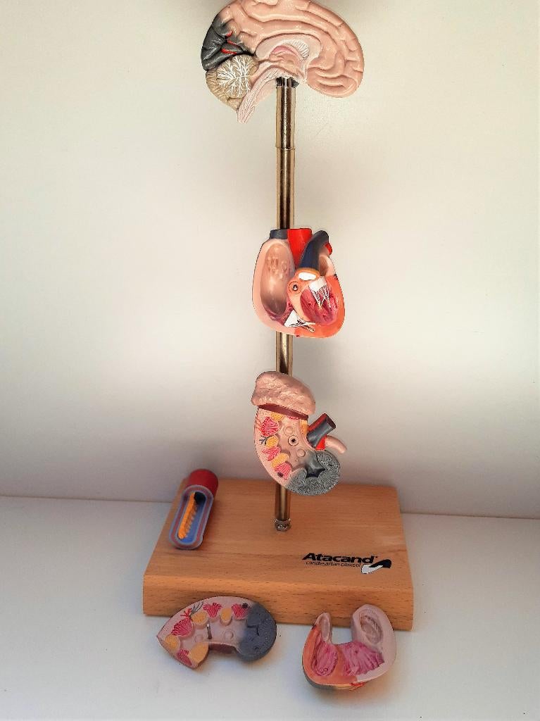 MEDISCH ANATOMISCH MODEL, Ophalen of Verzenden, Zo goed als nieuw