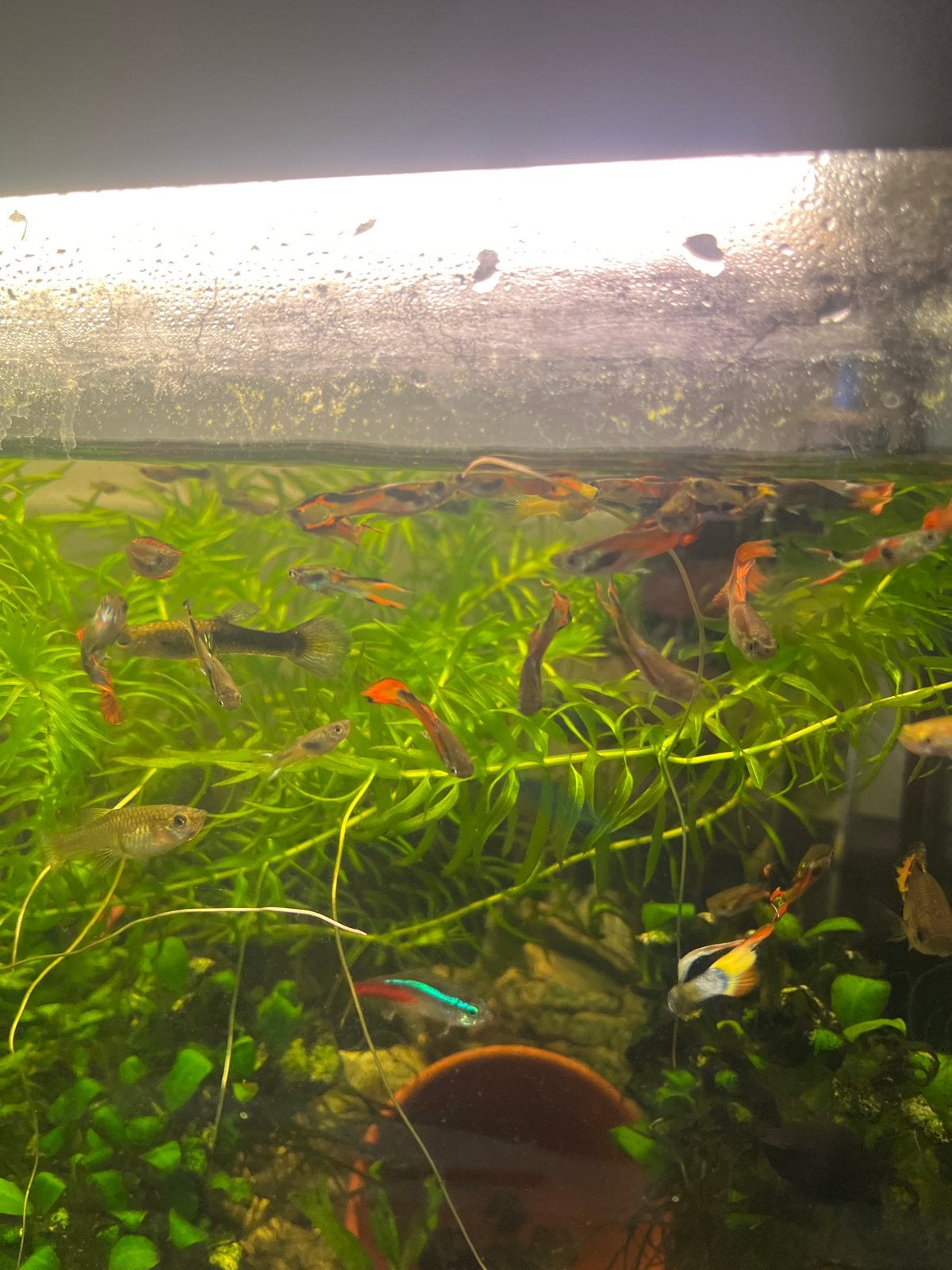Guppy’s gemengde geschlachten en leeftijden, Vis, Zoetwatervis