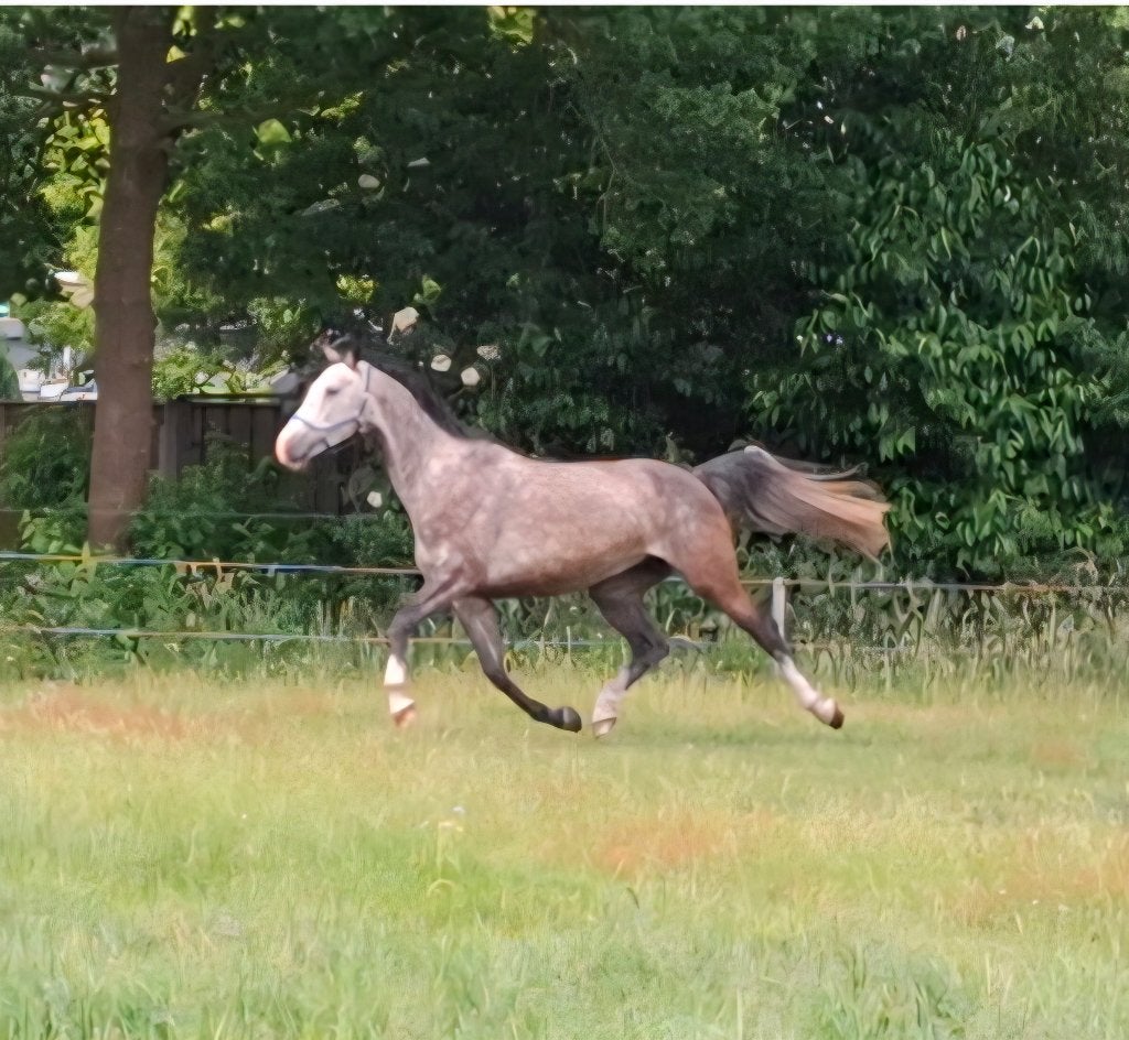 6 jarige KWPN merrie Jukebox x Cavelier, Merrie, Springpaard, Met stamboom, 3 tot 6 jaar