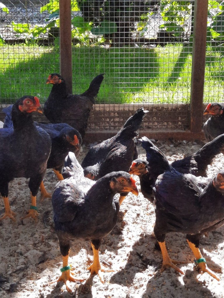 kippen Indische Vechtkriel, Dieren en Toebehoren, Pluimvee, Meerdere dieren, Kip