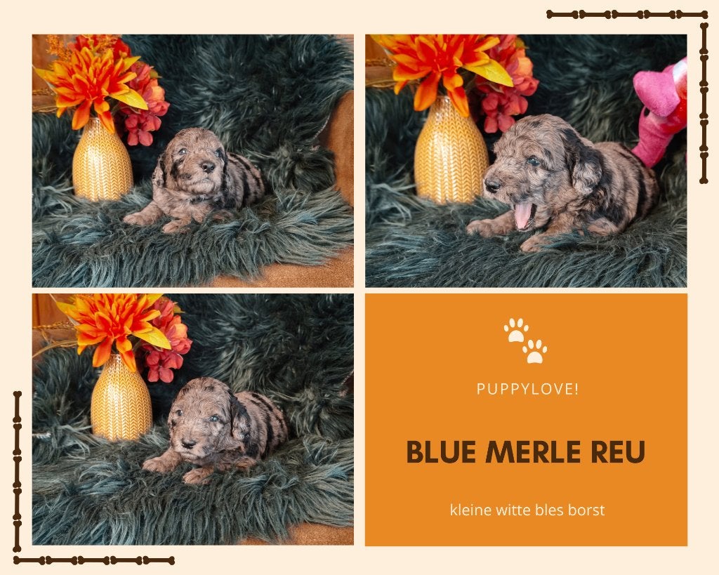 Multigen Bernedoodle Medium pups – enkele pups beschikbaar, Parvo, Overige rassen, 8 tot 15 weken, Meerdere