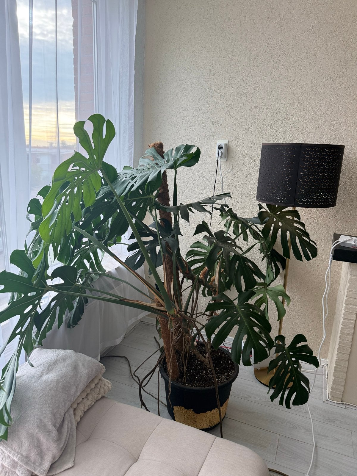 Grote en gezonde Monstera Deliciosa kamerplant, Ophalen, Overige soorten, Halfschaduw, In pot