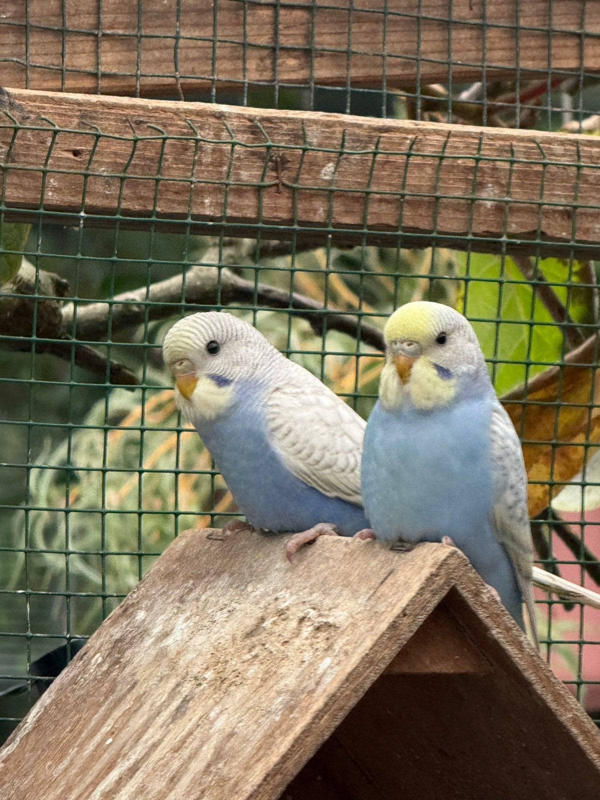 Te koop grasparkieten: 1 koppel en twee jongen zo uit blok, Meerdere dieren, Parkiet, Tam