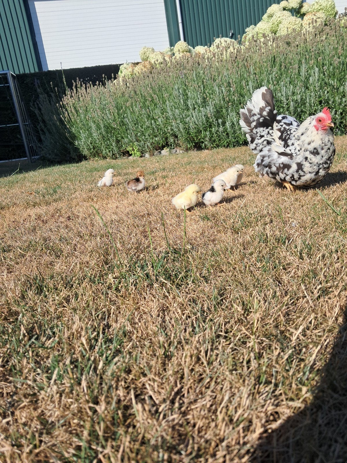 serama hen met kuikens, Dieren en Toebehoren, Pluimvee, Geslacht onbekend, Kip
