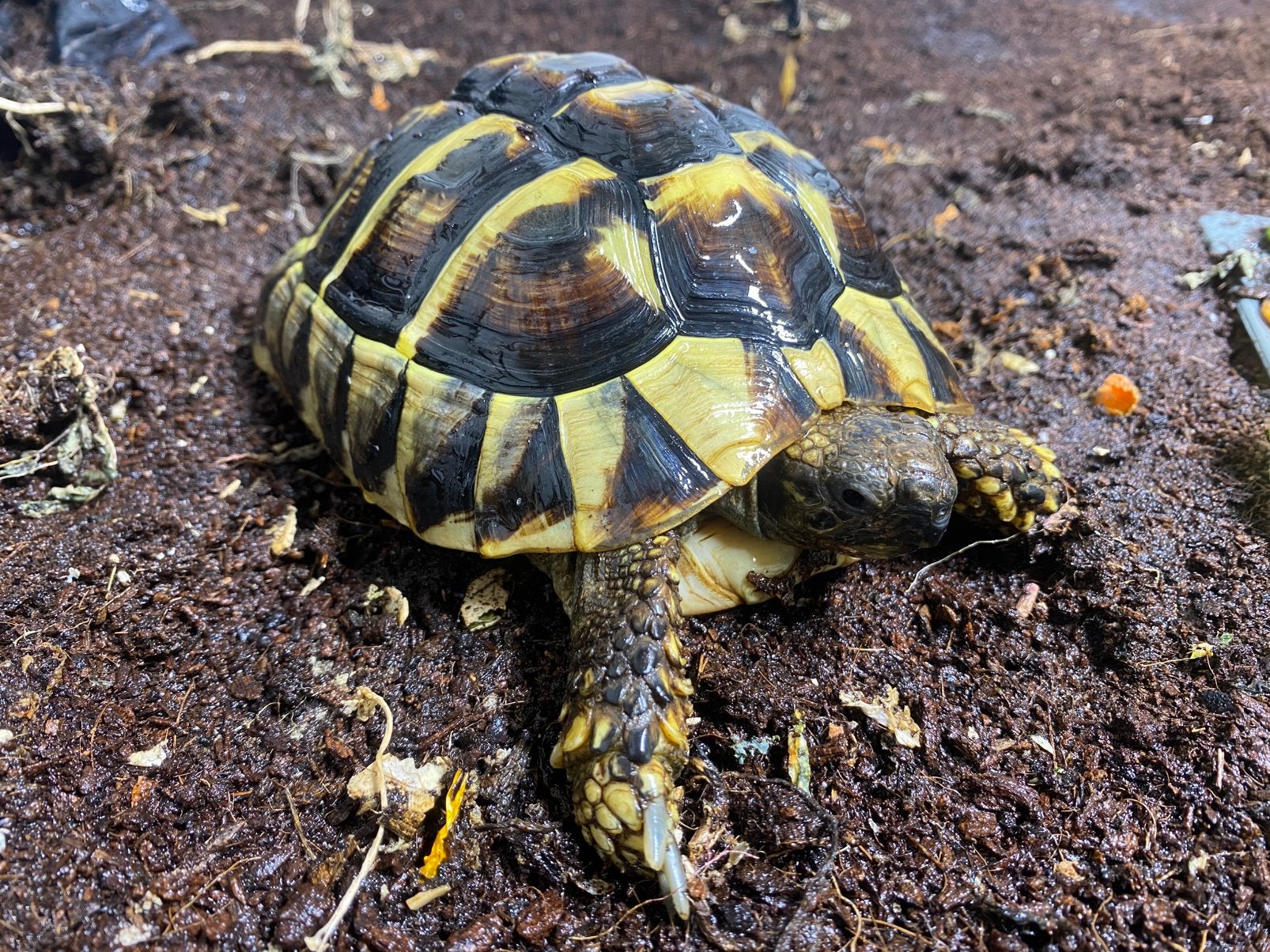 Griekse landschild pad vrouw, 18 cm, Testudo hermanni Tortoise photo 4