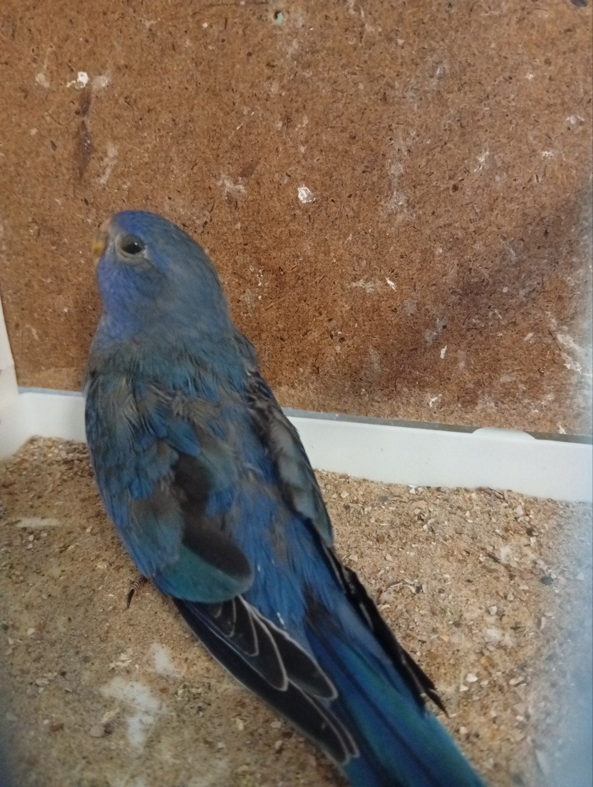 Blauw df violet /opaline/cinnamon man Splendid, Dieren en Toebehoren, Vogels | Parkieten en Papegaaien, Mannelijk, Parkiet, Geringd