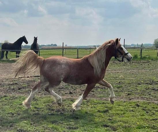 Prachtige 2 Jarige Merrie, Merrie, B pony (1.17m tot 1.27m), Met stamboom, 0 tot 2 jaar