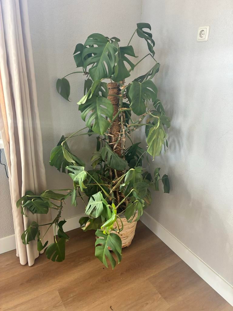 Grote Monstera Deliciosa - Kamerplant met mosstok, Ophalen, Overige soorten, Halfschaduw, In pot