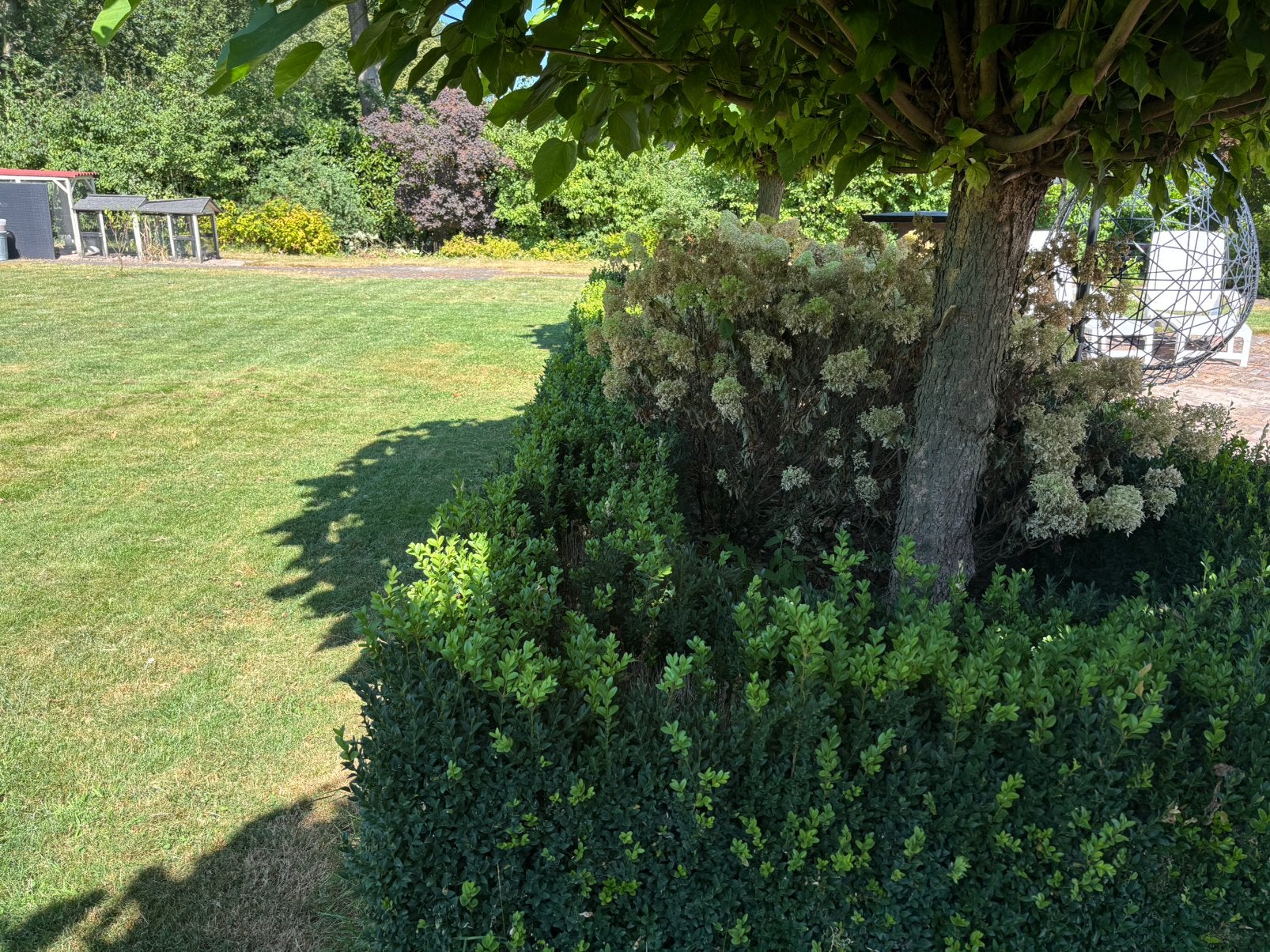 Buxus, Tuin en Terras, Planten | Struiken en Hagen, Ophalen, Buxus, Minder dan 100 cm