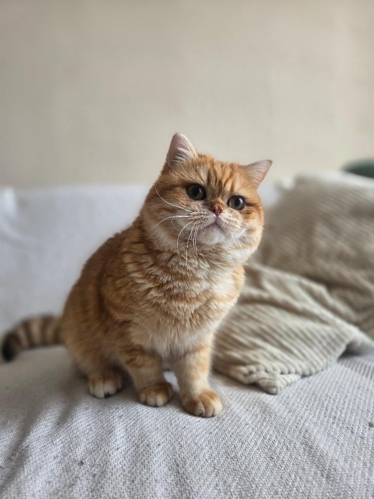 Nog steeds op zoek'Maatje gezocht voor lieve britse korthaar, Dieren en Toebehoren, Kater, Gechipt, 0 tot 2 jaar