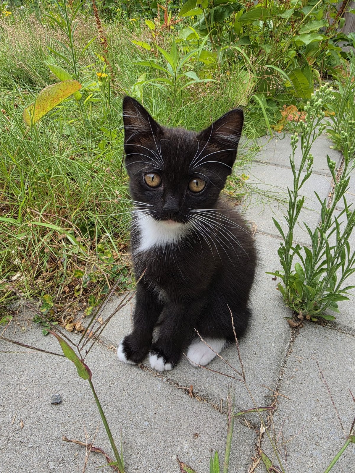 kittens te koop 75,-, Meerdere dieren