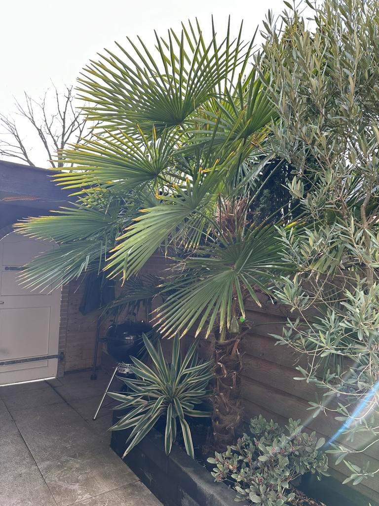 Grote palmboom, Tuin en Terras, Planten | Bomen, 100 tot 250 cm, Zomer, Palmboom, Ophalen