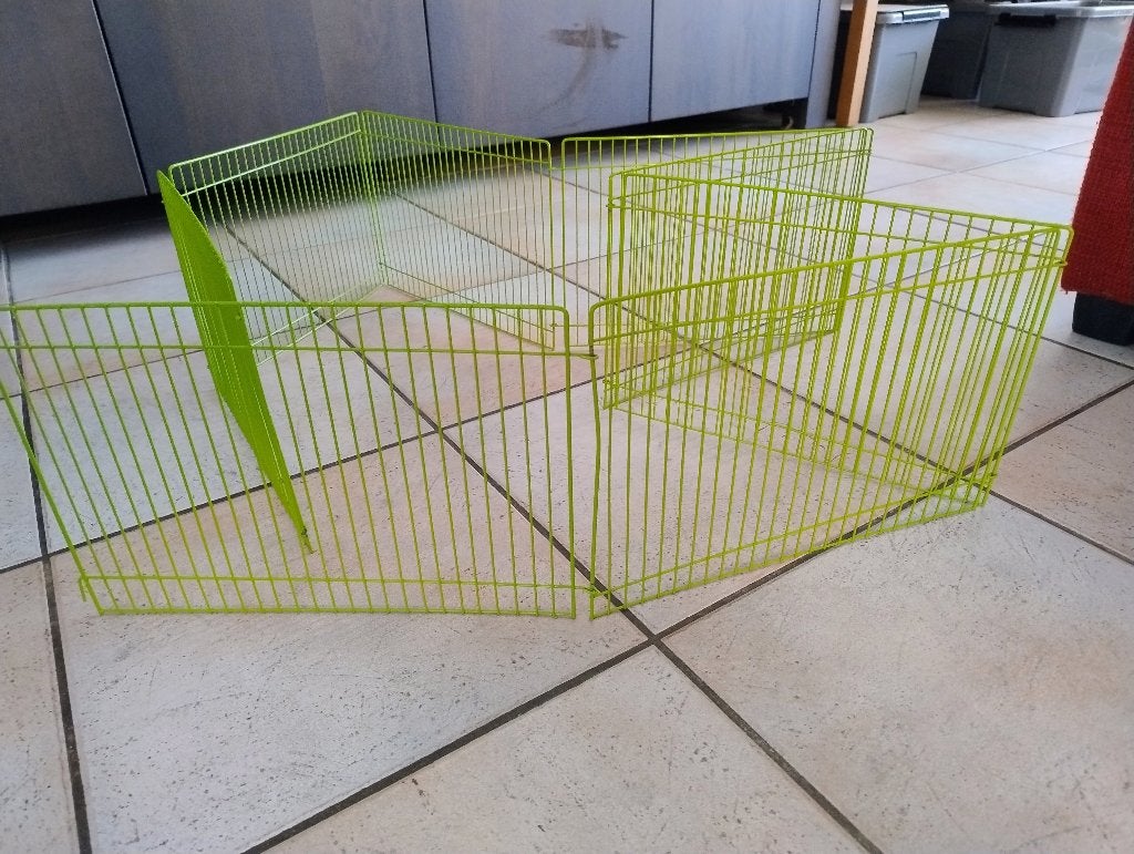 cavia benodigheden, Oktober, Mannelijk, Cavia