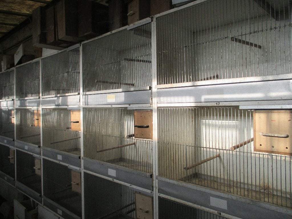 vogel broedkooien, Ophalen, Gebruikt, Hout, Broedkooi of Kweekkooi