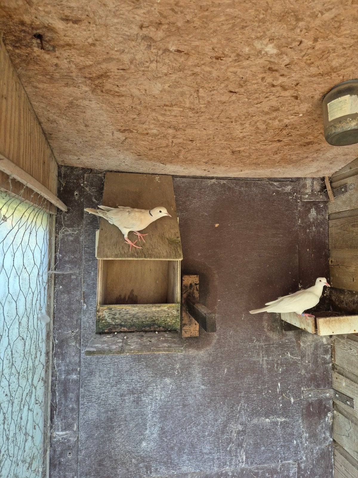 koppel tortel duifjes bruine en een witte, Dieren en Toebehoren, Tortelduif