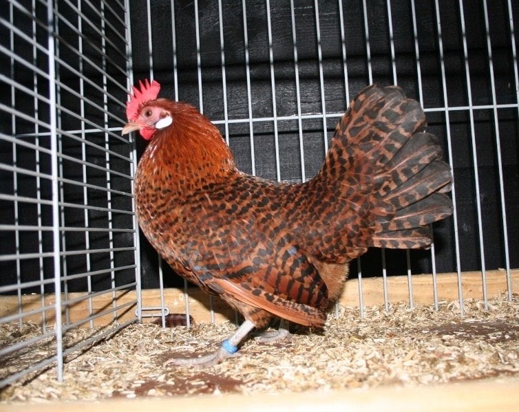 Toom Friese kippen Roodpel Fryske reaweiten, Dieren en Toebehoren, Pluimvee, Meerdere dieren, Kip