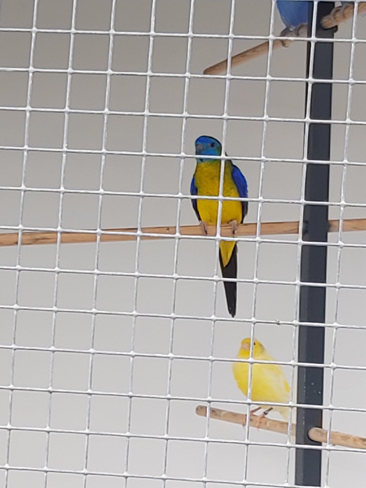 te koop 4 Turquasines, Dieren en Toebehoren, Mannelijk, Parkiet