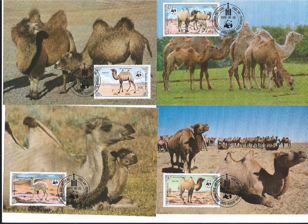 Kamelen wwf wnf 4 maxikaarten Ideaal voor Postcrossing, Ophalen of Verzenden, 1980 tot heden, Ongelopen, Paard