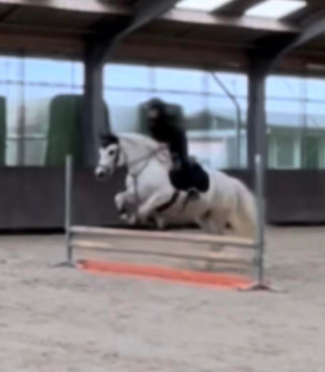 Verzorgpaard gezocht / 2 verzorgsters aangeboden, Dieren en Toebehoren, Ophalen of Verzenden, Zo goed als nieuw