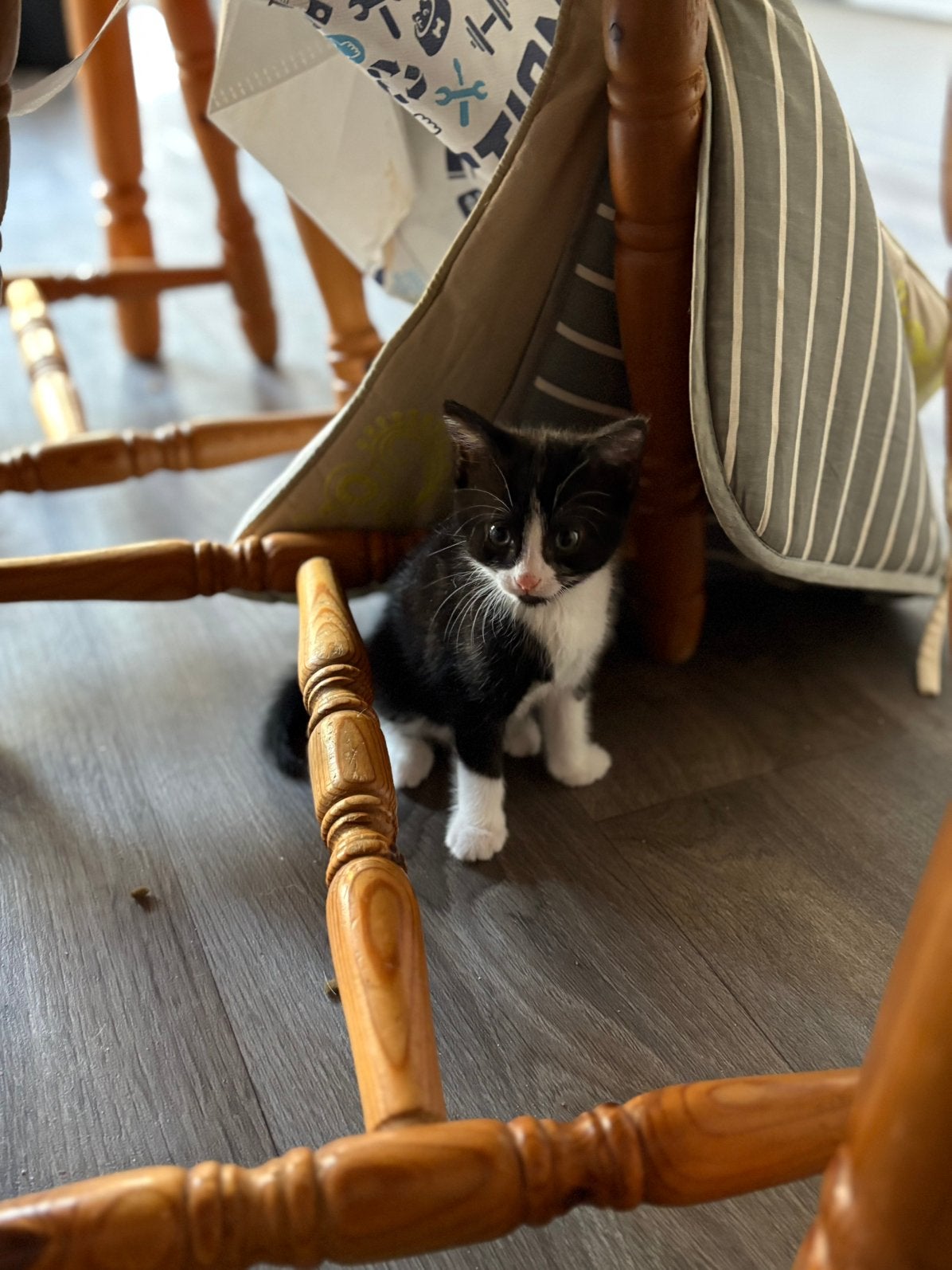 1 prachtige kittens tekoop      Locatie’ katwijk aan zee, Dieren en Toebehoren, Meerdere dieren