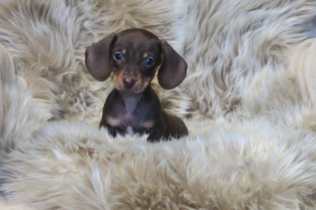 Korthaar dwerg Teckel pups, Parvo, Nederland, Reu, 8 tot 15 weken