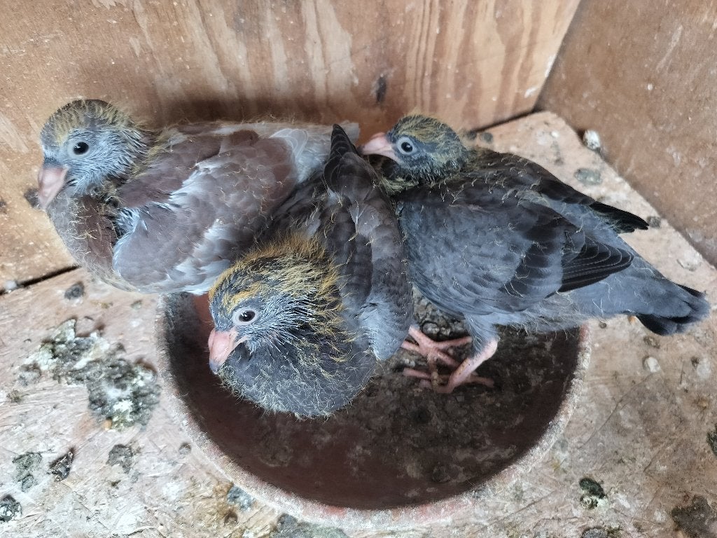 Koppel jonge schalie postduiven (Janssen Scheemaecker), Meerdere dieren, Postduif