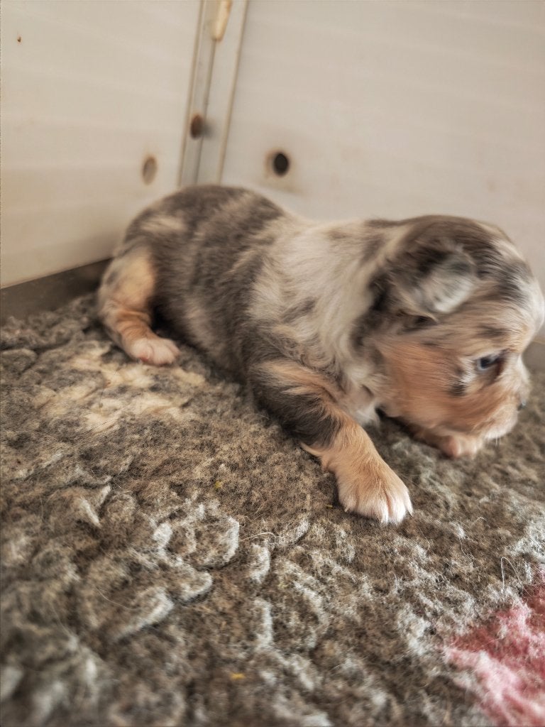 Chihuahua pup, Parvo, België, Particulier, Reu