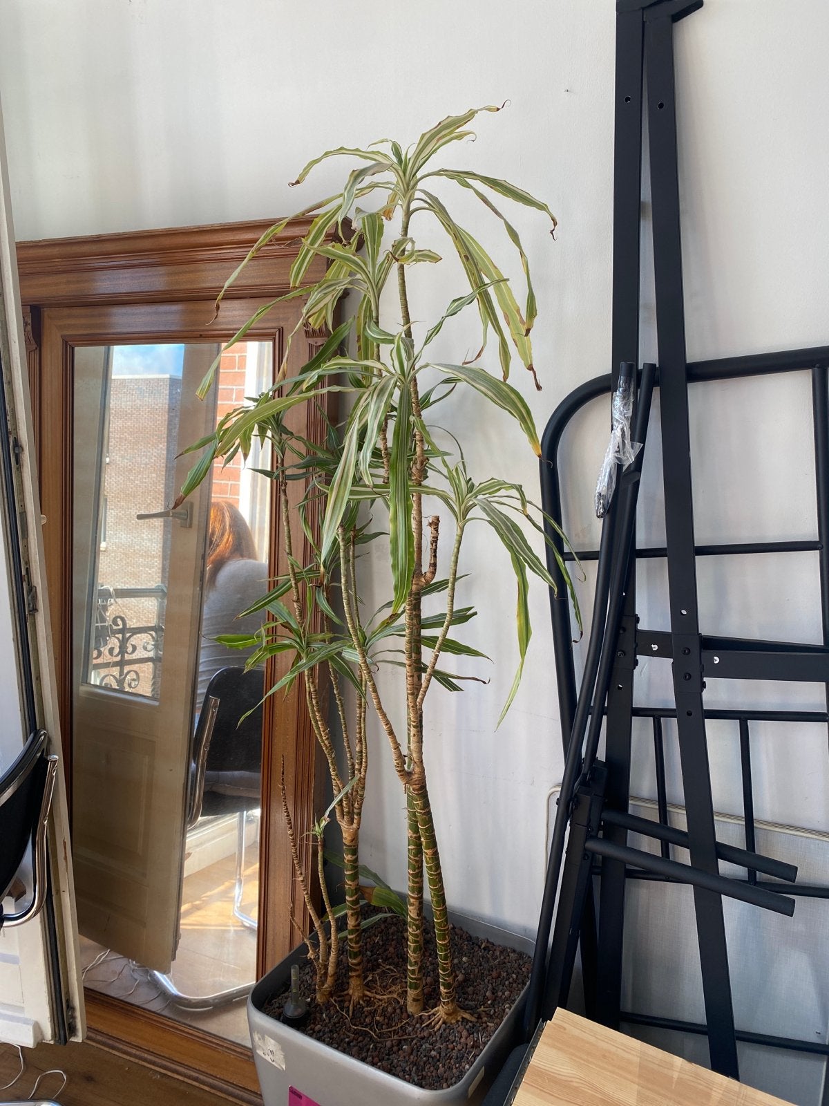 Hoge Dracaena plant in pot, Huis en Inrichting, Ophalen, Overige soorten, Halfschaduw, In pot