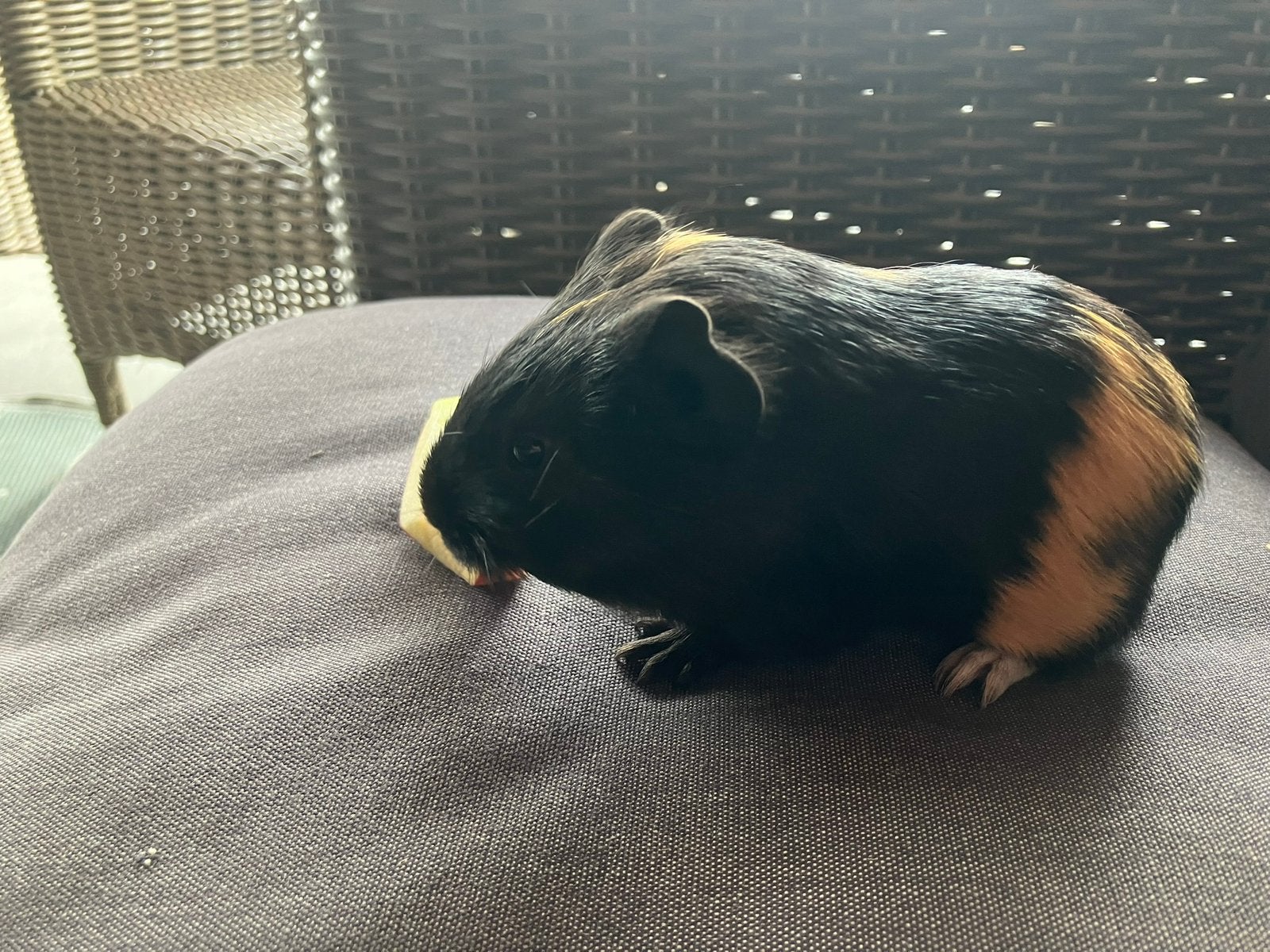 Cavia’s te koop, Juli, Meerdere dieren, Cavia