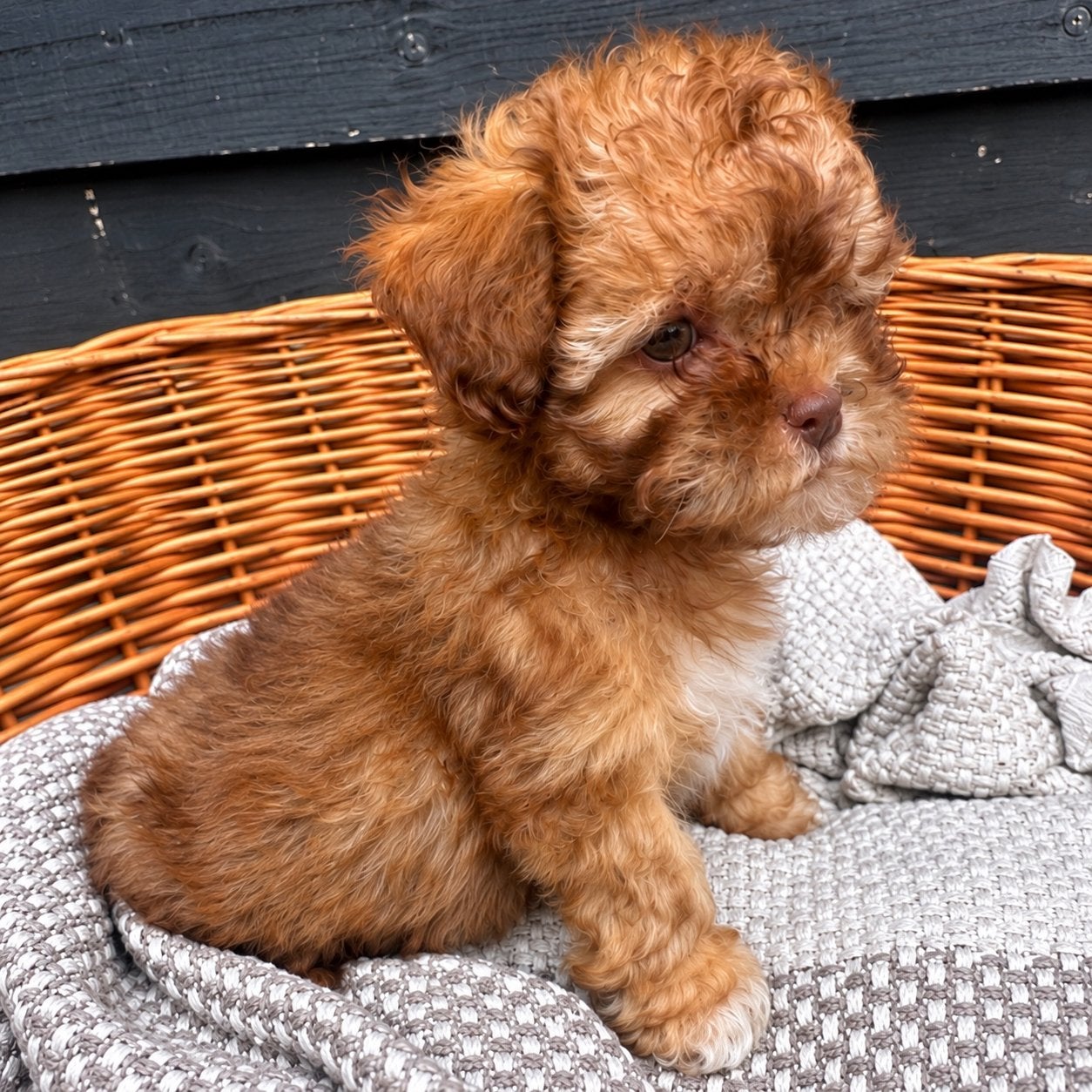Maltipoo pup, Dieren en Toebehoren, 8 tot 15 weken, Meerdere, Meerdere dieren, Klein