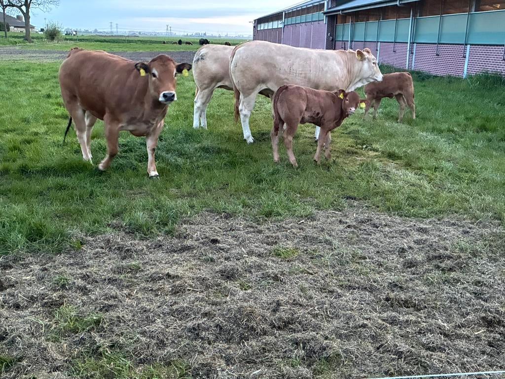 Blonde vaarzen drachtig, Dieren en Toebehoren, Runderen, Vrouwelijk, 0 tot 2 jaar