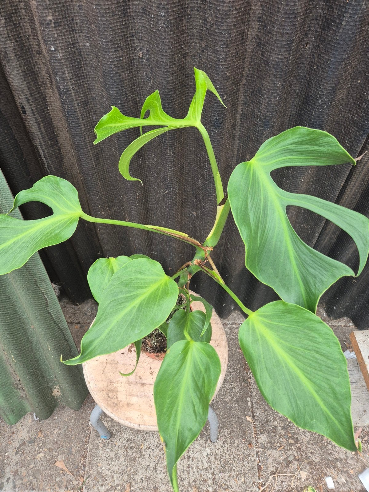 Monstera Burle Marx Flame p15 (E), Huis en Inrichting, Ophalen of Verzenden, Halfschaduw, Minder dan 100 cm
