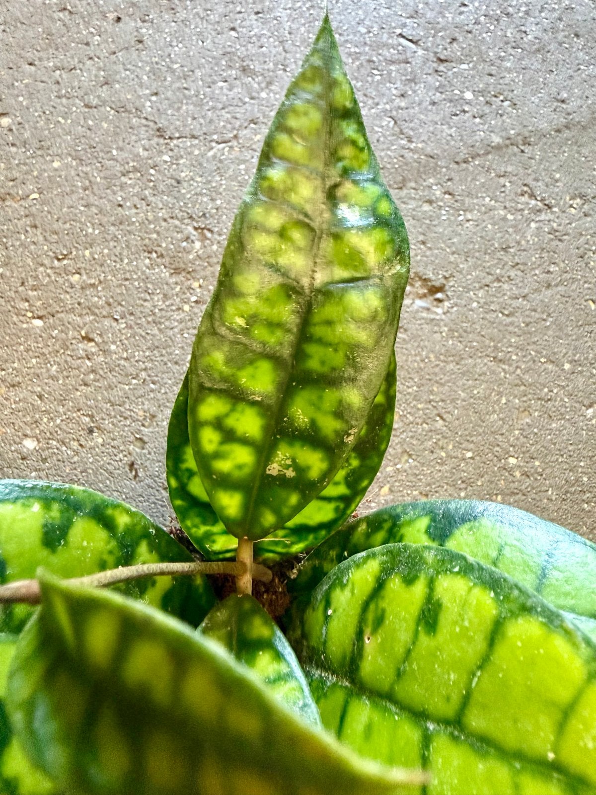 Hoya  calystophylla Black Cat p9, Ophalen of Verzenden