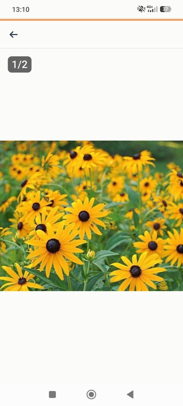 Zonnehoed rudbeckia, Ophalen, Overige soorten, Volle zon