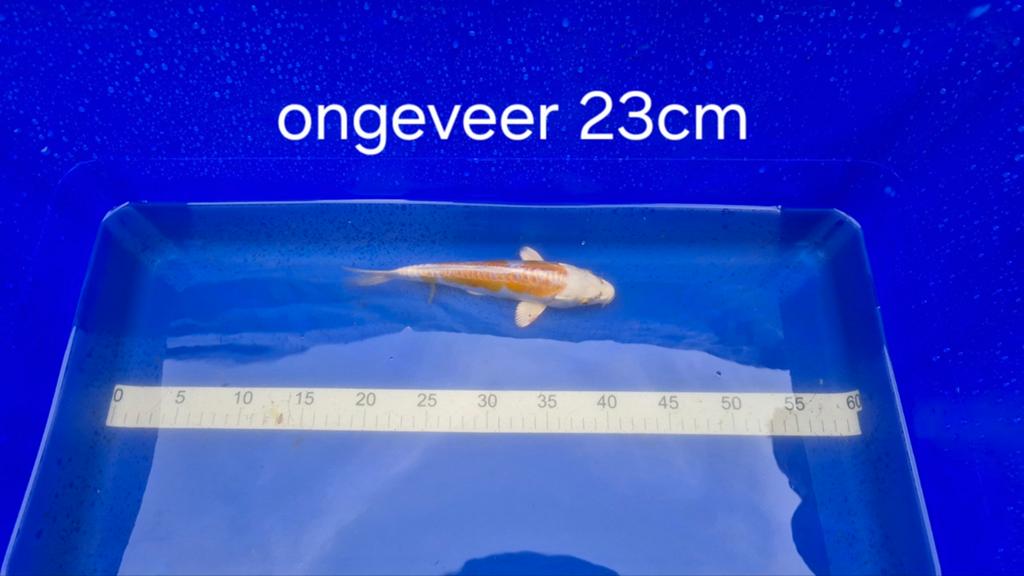 Doitsu Hariwake (yellow) Koi karper, Dieren en Toebehoren, Vissen | Vijvervissen, Karper of Koi