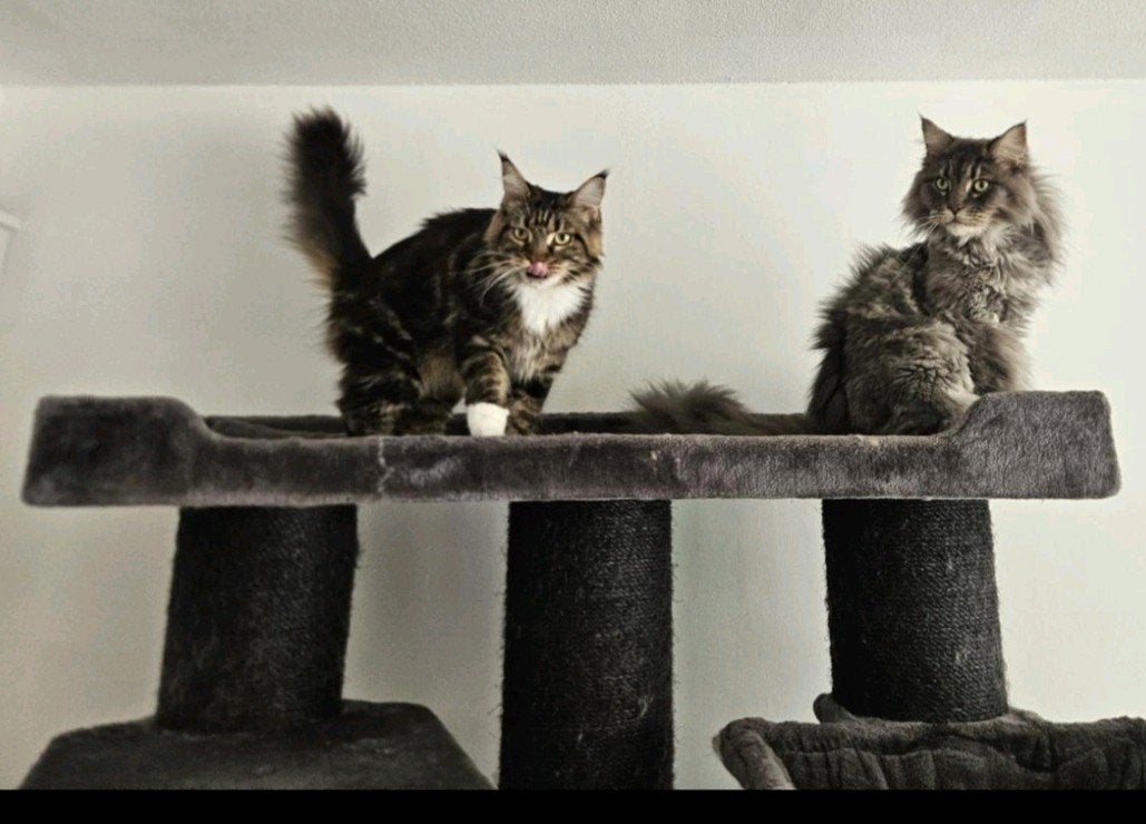 Mainecoon Herplaatsers, 3 tot 5 jaar