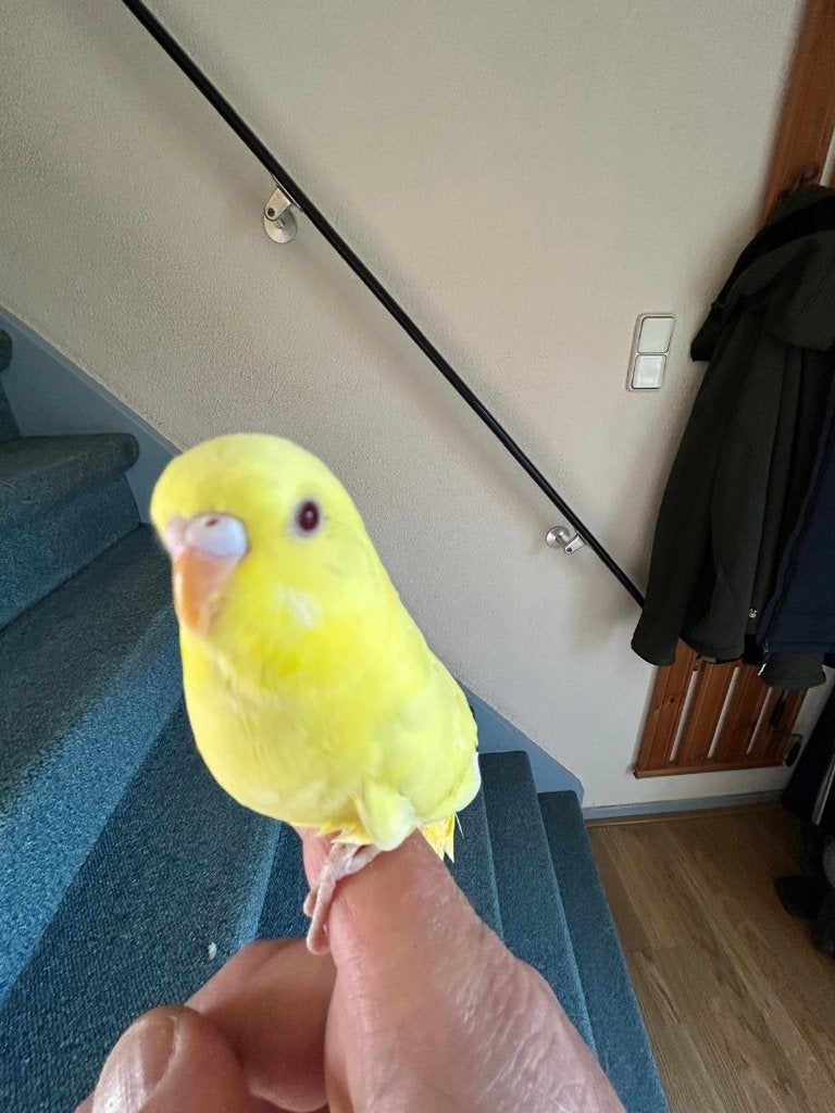 Mooie jonge lutino grasparkiet, Dieren en Toebehoren, Geslacht onbekend, Parkiet, Tam