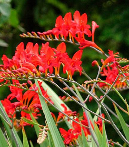Crocosmia plantjes in pot, lange bloeitijd, Vaste plant, Halfschaduw, Zomer, Ophalen
