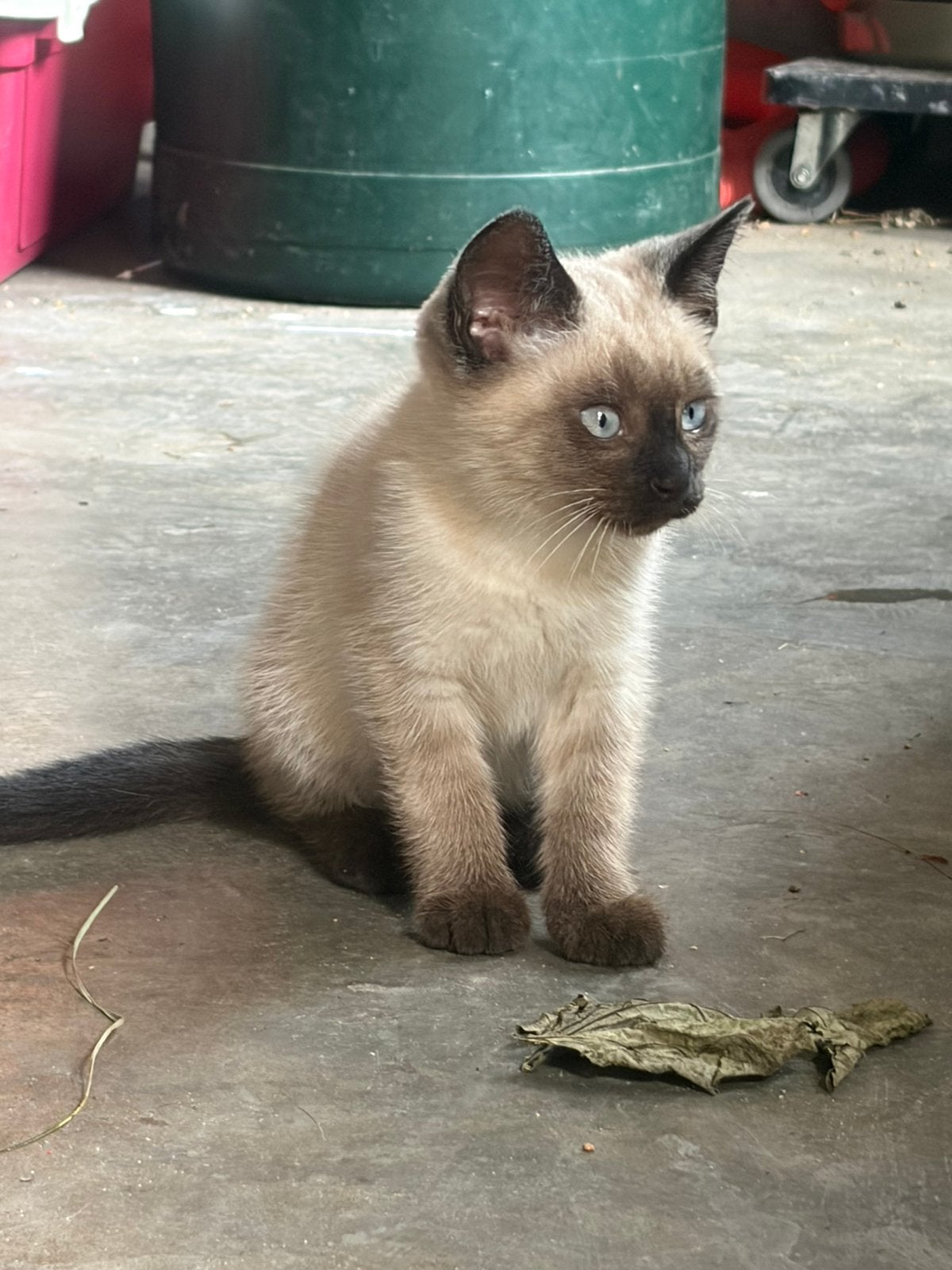 Zeer mooie kitten te koop, Poes, Gechipt