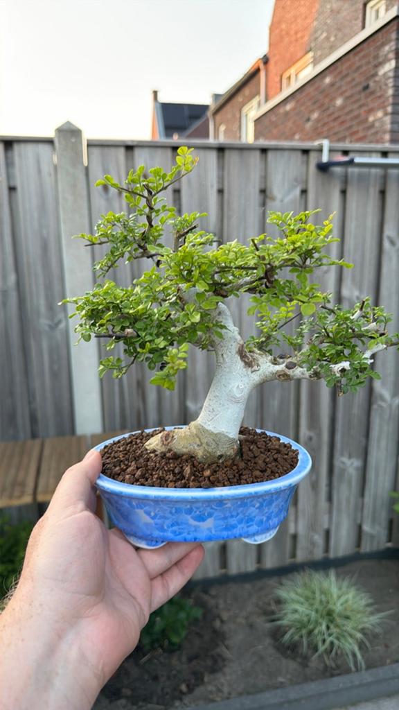 Bonsai Fraxinus shohin  Planten | Bomen  Marktplaats