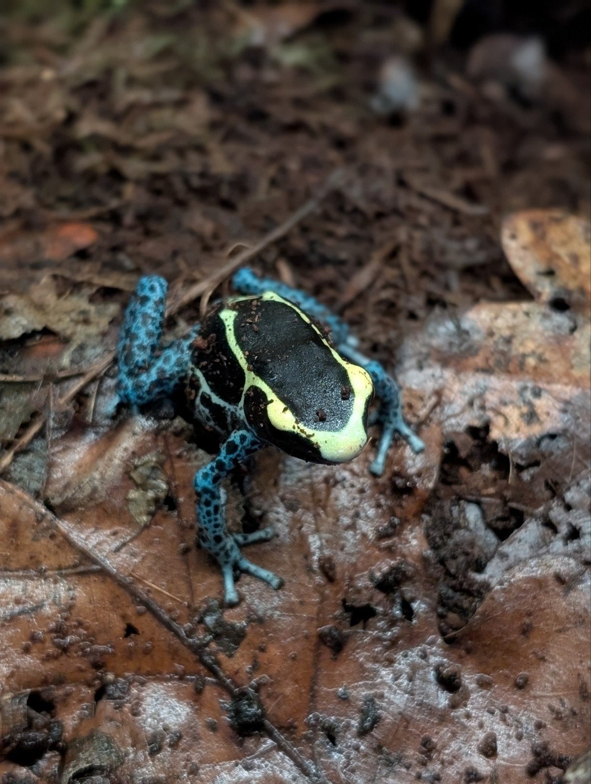 Dendrobates "Grijspoot" Frog photo 4