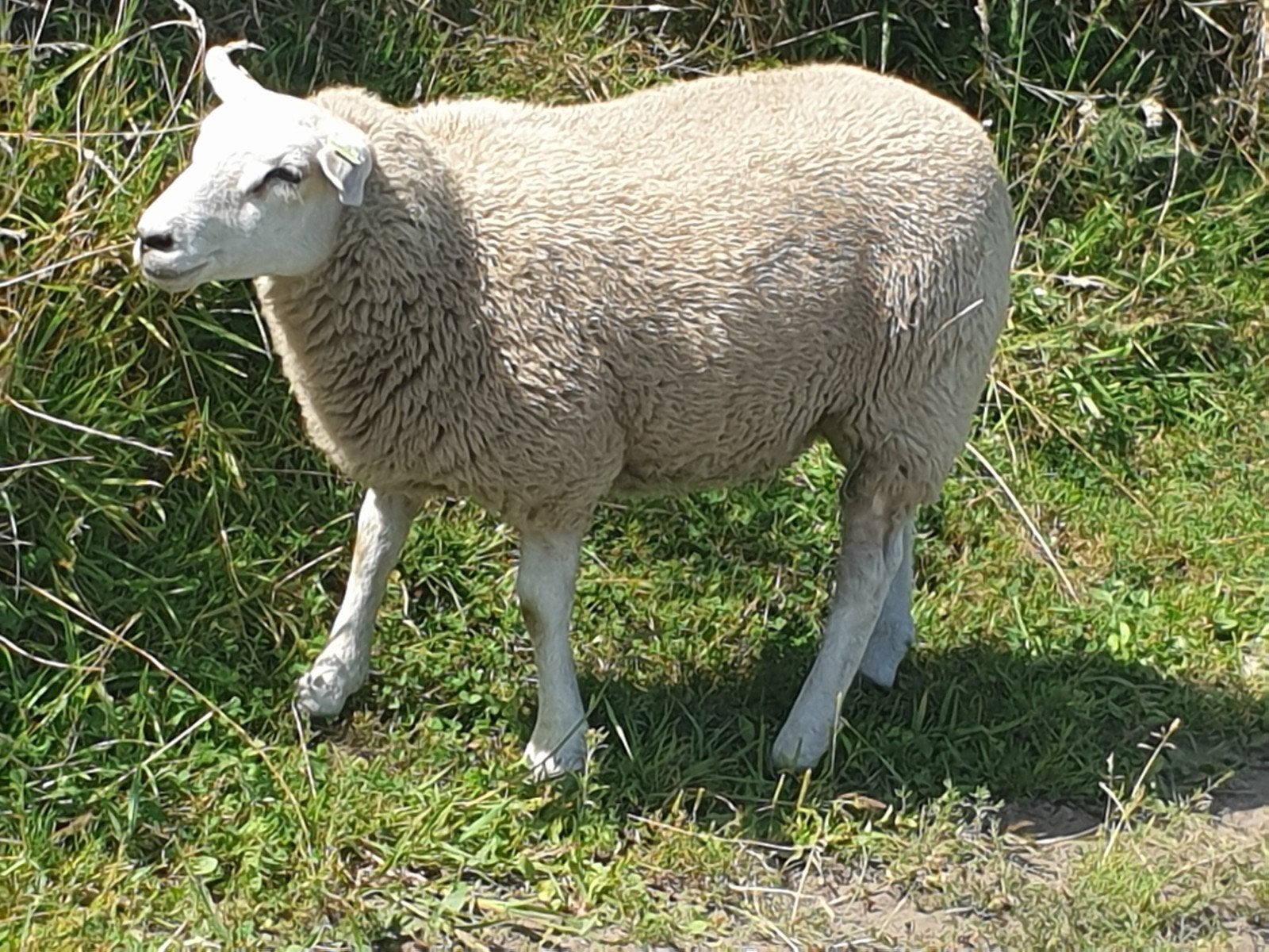 te koop ooilam, Dieren en Toebehoren, Vrouwelijk, Schaap, 0 tot 2 jaar