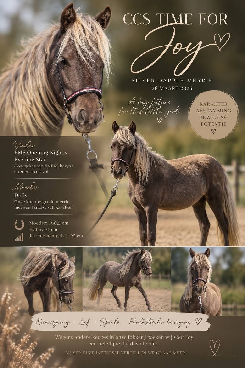 Mega gave (nmprs /nas) mini paard veulens en jaarling merrie, Dieren en Toebehoren, Meerdere dieren, A pony (tot 1.17m), Met stamboom