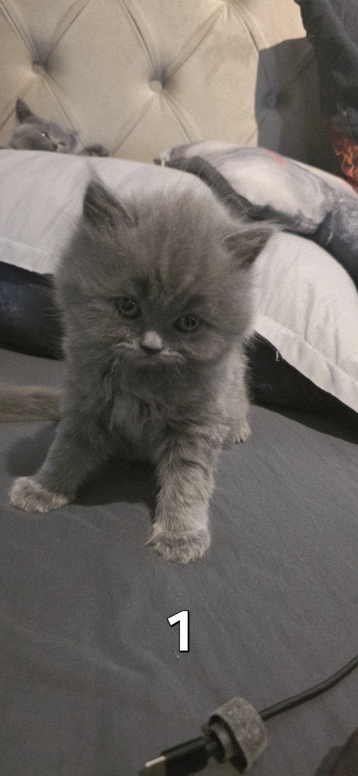 Prachtige Britse Korthaar kittens zoeken een liefdevol hu, Meerdere dieren, Ontwormd