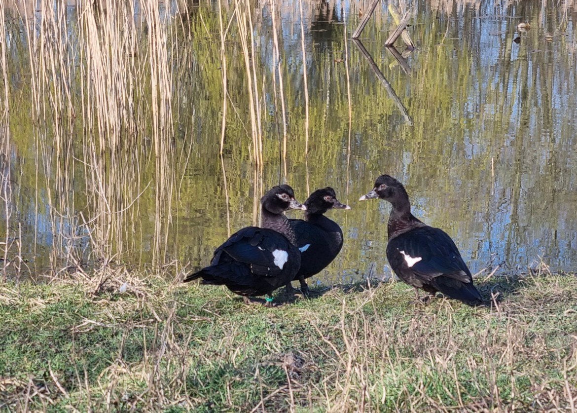 Jonge muskuseenden wildvorm, Mannelijk, Kip